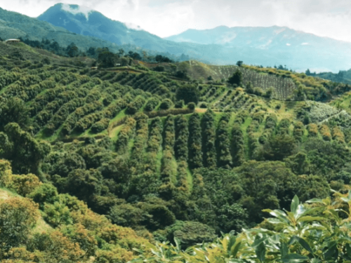 El auge del aguacate Hass colombiano: crecimiento sostenible y proyección global