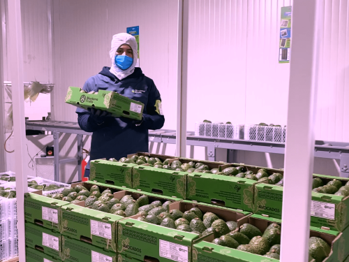 Montana Fruits: Una apuesta colombiana por la excelencia agroexportadora