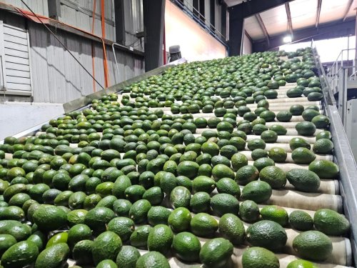 Planta Procesadora Baika: Innovación y excelencia en el procesamiento de frutas