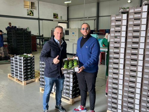 Desde el norte de África a Europa: El ascenso de Marruecos en el mercado del aguacate