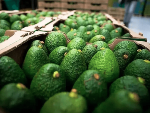 SAG lanza campaña para proteger a Chile de la mosca de la fruta