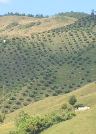 Avobook Premium Report w51