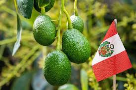 La Palta Peruana: Líder Global con Nuevos Retos y Oportunidades