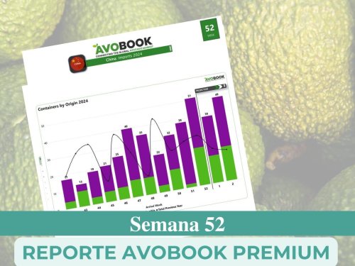 Festividades generan impacto en la dinámica de oferta y demanda del aguacate, y los calibres grandes siguen liderando