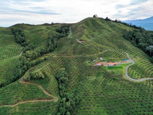 BAIKA Colombia: Protagonista del crecimiento del aguacate Hass en el mundo