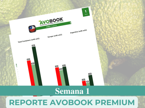 Una semana de transición para el mercado del aguacate en Estados Unidos