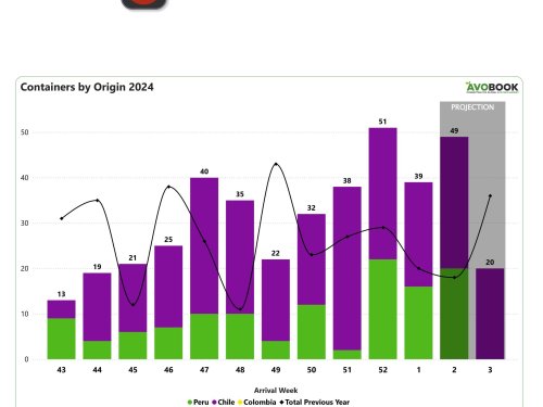 Oscilaciones se mantienen en el mercado del aguacate en China debido a la baja en los envíos provenientes de Chile y Perú