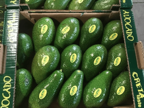 Creta se prepara para una temporada prometedora de aguacates Hass y Reed