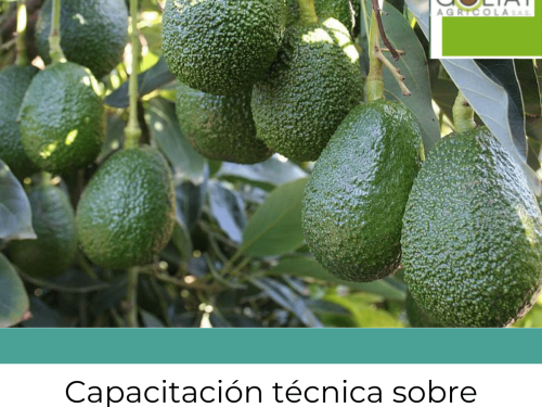 Capacitación técnica sobre aguacate hass llega a Salamina, Caldas