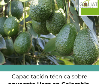 Capacitación técnica sobre aguacate hass llega a Salamina, Caldas