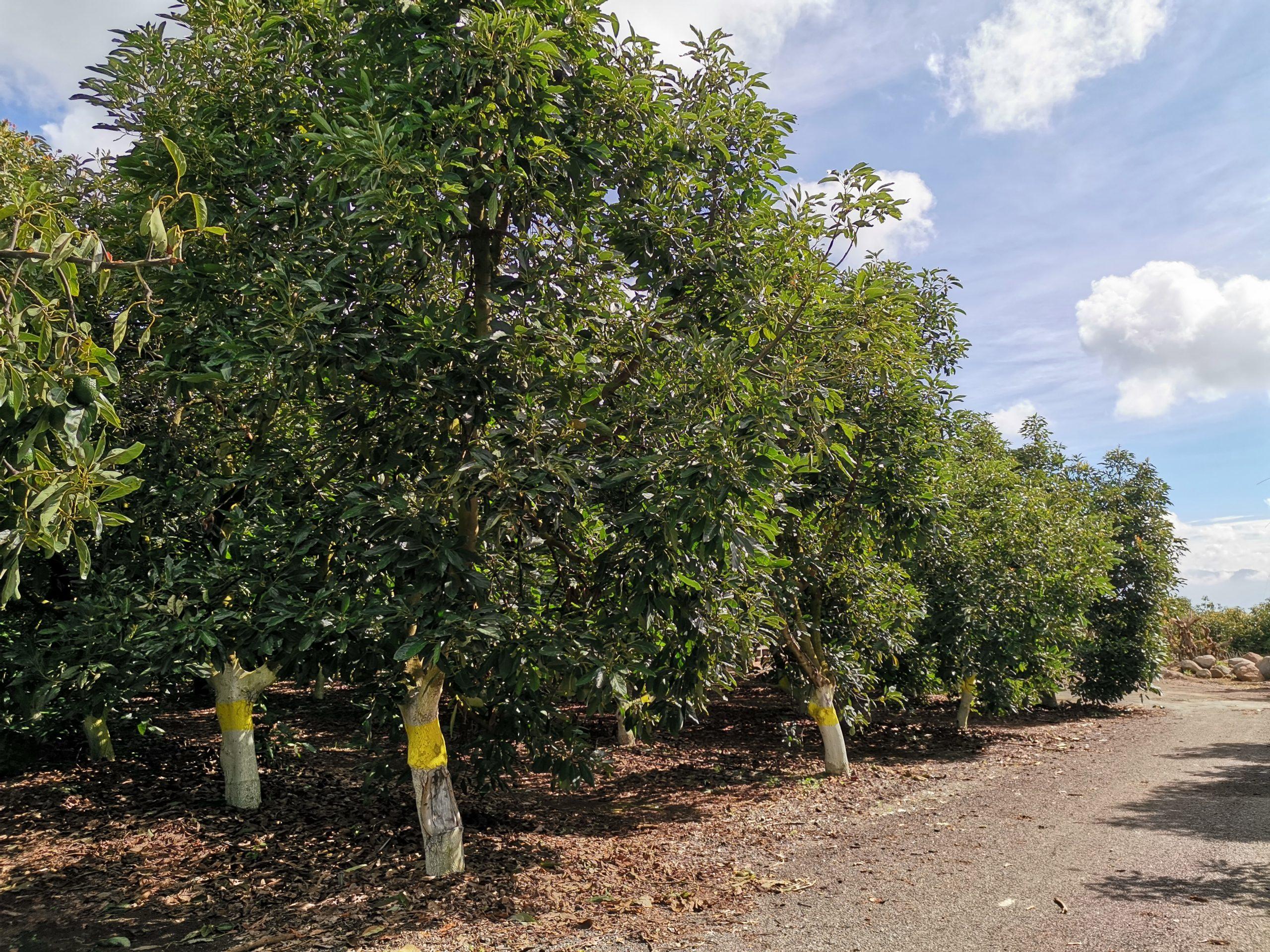 APEAJAL proyecta que, en 2025, podrían alcanzar 400 mil toneladas de aguacates. El 60% se destina a Estados Unidos.