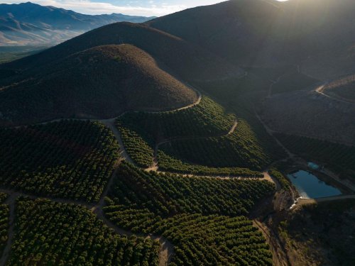 Baika: Innovación y sostenibilidad en el cultivo de aguacates en Pintacura