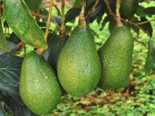 Productores de aguacate en Nueva Zelanda anticipan una sólida campaña 2025