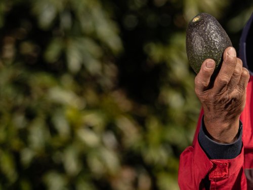 Campo Valle Leyda de Baika: 413 hectáreas de Palta Hass para Chile y el mundo