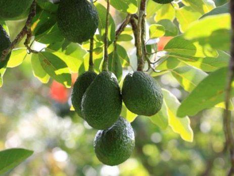 El mercado del aguacate mantiene buen ritmo con optimismo por la temporada peruana