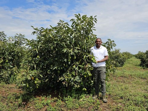 Kenia autoriza la exportación marítima de aguacates Fuerte y Pinkerton