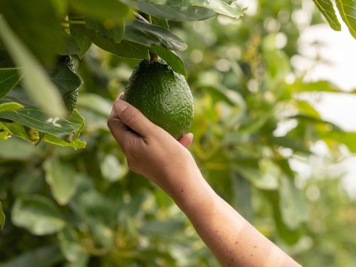 Ecuador se abre al mercado internacional del aguacate: Nuevas oportunidades con Estados Unidos, Canadá y Argentina.