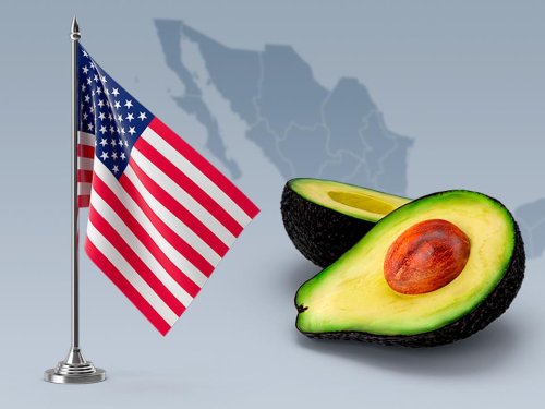 Trump impone aranceles al aguacate mexicano: ¿Qué pasará con el mercado?