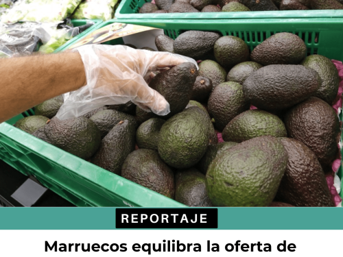 Marruecos equilibra la oferta de aguacates en Europa con calibres grandes y pequeños