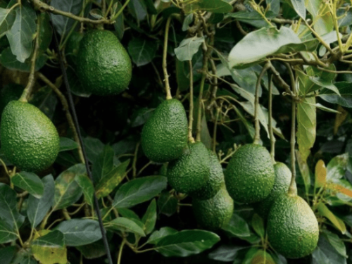Aguacate colombiano: crecimiento sólido, pero con retos en logística y competitividad