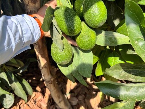 Baika Perú impulsa la nueva temporada de paltas en el mercado global