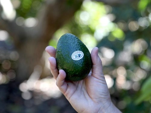 Auge del aguacate en California: proyecciones indican una temporada sin precedentes en 2025