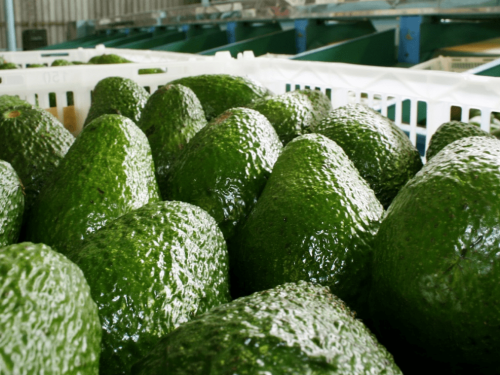 Sudáfrica proyecta una temporada estable de aguacate y busca expandir exportaciones a Asia