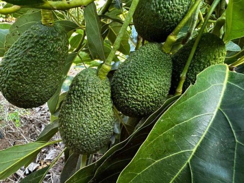 Australia mantiene aguacates todo el año y fortalece su presencia en Asia