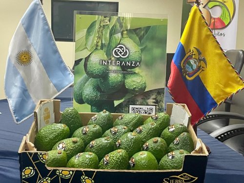 Ecuador inicia exportaciones de aguacate Hass a Argentina con su primer contenedor