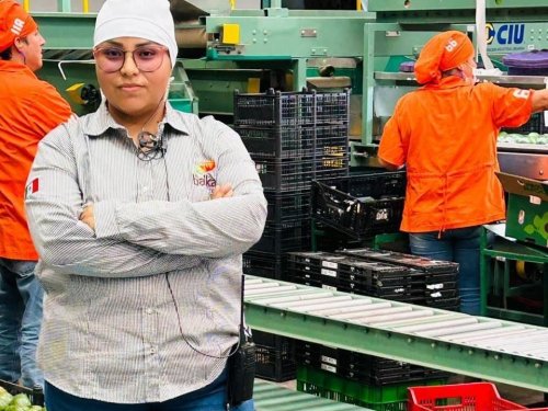 Baika México: Calidad y tecnología en el empaque de aguacate para la exportación