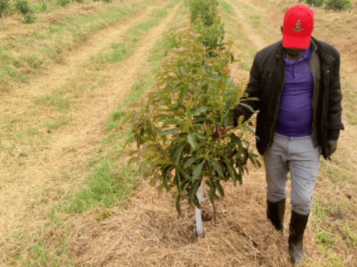 La ruta de la fruta Keniana: Innovación y desafíos en el transporte a Europa