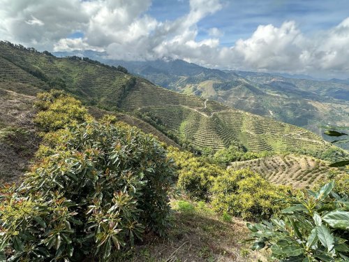 Nuestro objetivo es lograr al 2027 una producción sostenible en el tiempo de más de 8000 toneladas anuales