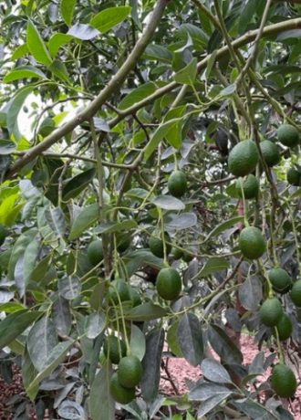 Avobook Premium Report 2025 w10