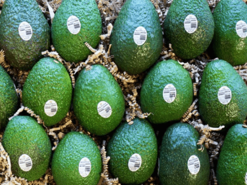 El mercado del aguacate en 2025: menor oferta, precios al alza y crecimiento en Sudamérica