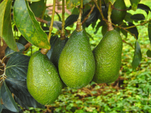 El crecimiento imparable del aguacate peruano: proyecciones y desafíos al 2030