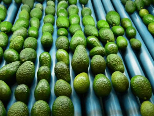 Investigación chilena optimiza la postcosecha del aguacate en publicación internacional