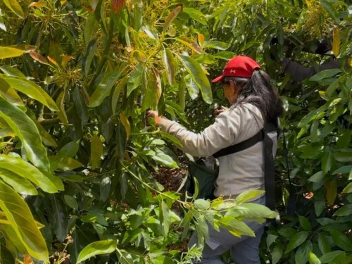 Baika Fruit: Los avances significativos en genética y tecnología para la producción de aguacates en Chile