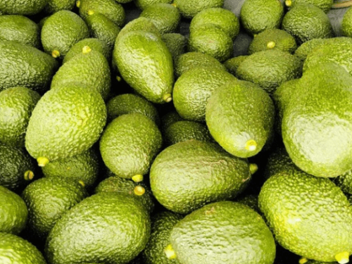 Kenia reanuda exportaciones de aguacate tras seis meses de suspensión