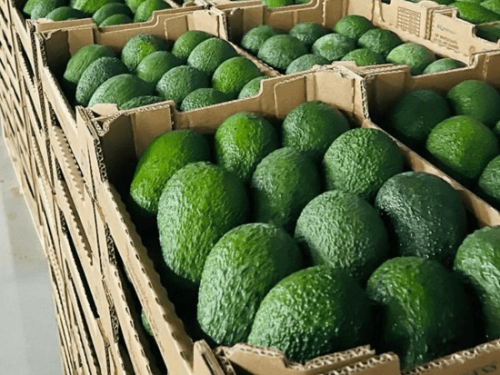 Marruecos enfrenta tormentas sin grandes afectaciones en la producción de aguacate