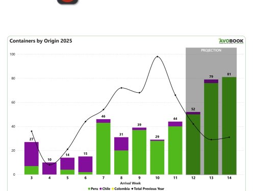 China incrementa importaciones de aguacate en un 47%, pero precios de la palta peruana siguen cayendo