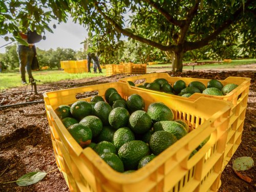 El boom del aguacate jalisciense: cómo se convirtió en un competidor global
