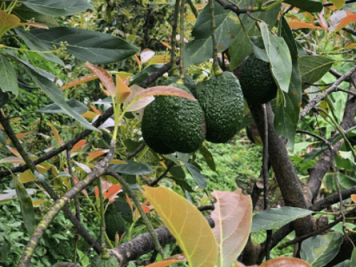 Colombia apuesta por consolidar su industria del aguacate en mercados internacionales