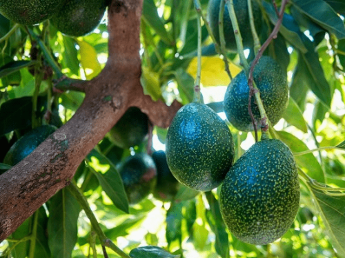 California Crema GEM: la nueva joya del aguacate californiano