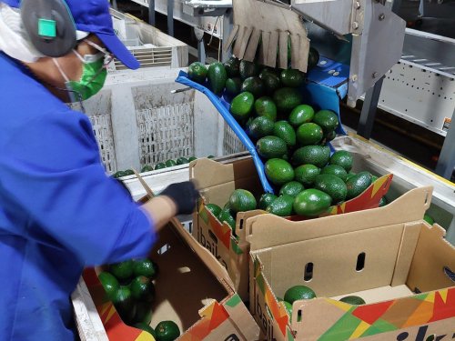 Baika Fruit y la calidad del origen chileno: el aguacate que conquista mercados por sabor, logística y excelencia