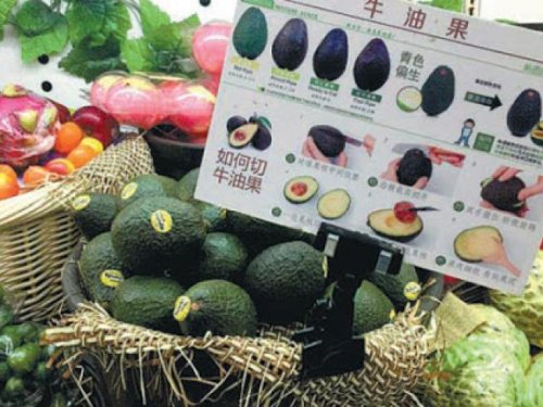 El incierto arranque del aguacate en China: menos envíos, mercado lento y alta competencia