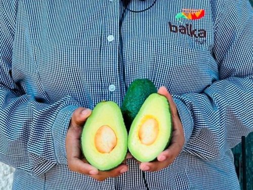 Aguacate mexicano en EE.UU.: Cómo Baika México enfrenta los retos y aprovecha las oportunidades