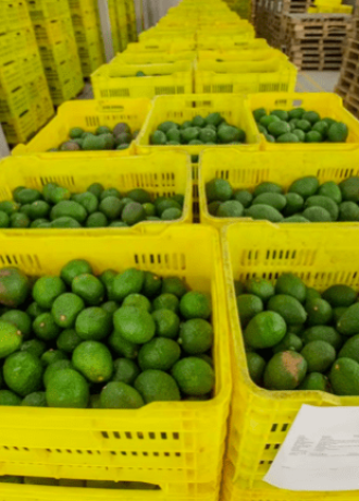 Avobook Premium Report 2025 w14