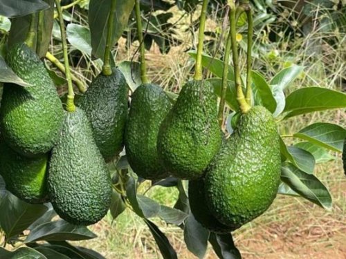 Aguacate colombiano enfrenta nuevo arancel en EE.UU. y busca estrategias para mantenerse competitivo