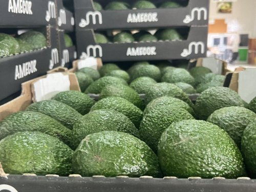 Marruecos cierra una temporada récord en exportaciones de aguacate: crecimiento del 53% frente al ciclo anterior