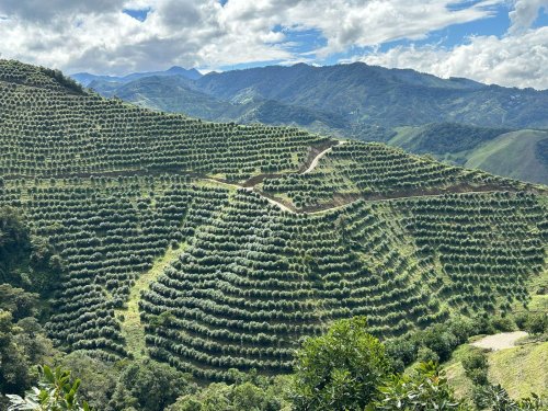 Tecnología, logística y calidad: así mejora Baika Fruit la postcosecha del aguacate en Colombia